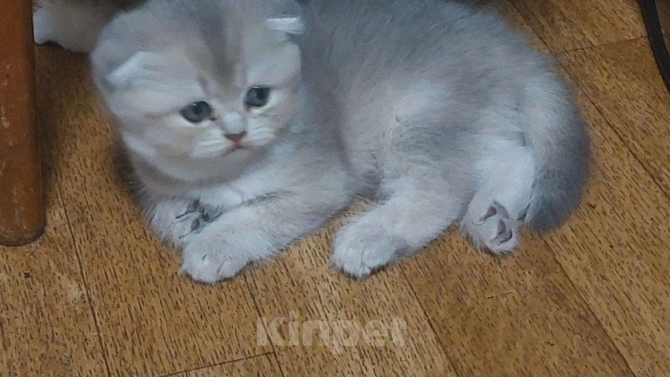 Кошки в Саратове: Шотландская голубая золотая шиншила Девочка, 18 000 руб. - фото 2