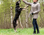 Собаки в Ногинске: Феня - лопоухое чадо в поисках семьи Девочка, Бесплатно - фото 3
