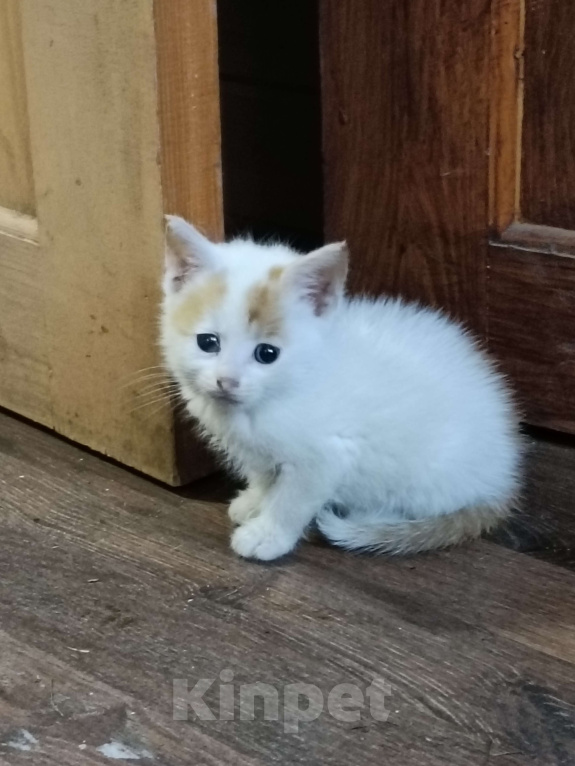 Кошки в других городах Ленинградской области: Осталось два пацана Мальчик, Бесплатно - фото 3
