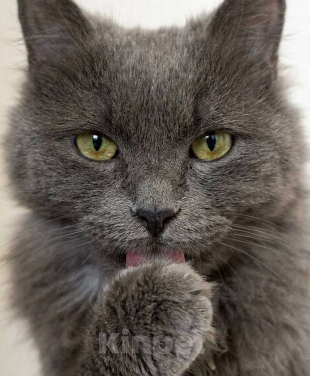 Кошки в Москве: Котенок Сапсан ищет дом Мальчик, Бесплатно - фото 3