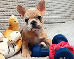 Собаки в Санкт-Петербурге: Щенки Французского бульдога Разнополые, 50 000 руб. - фото 1