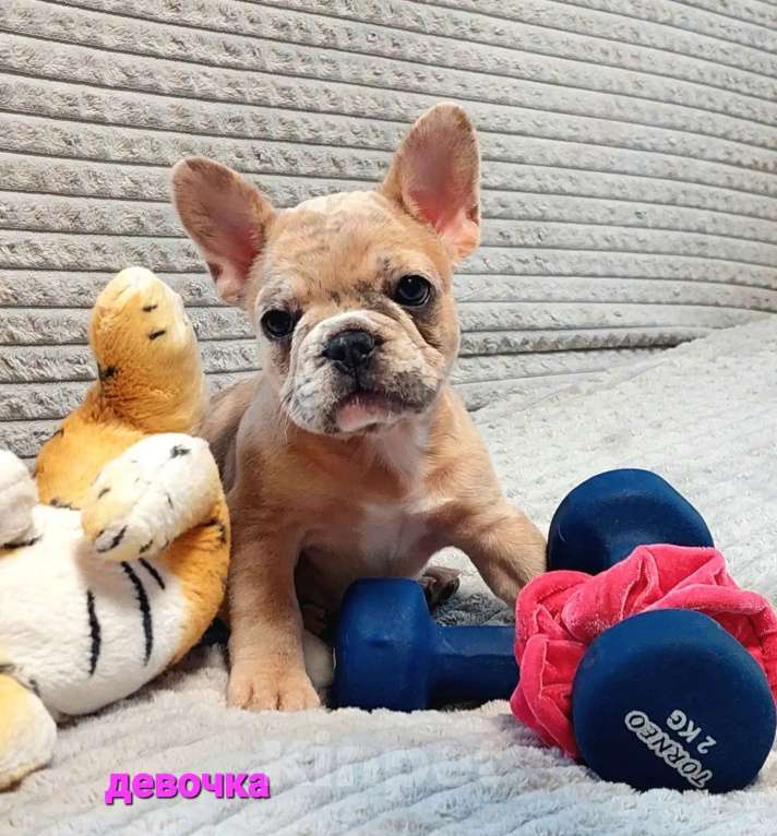 Собаки в Санкт-Петербурге: Щенки Французского бульдога Разнополые, 50 000 руб. - фото 1