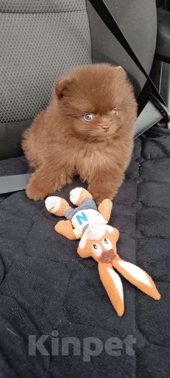 Собаки в Самаре: Шоколадные мини шпицы Мальчик, 120 000 руб. - фото 2