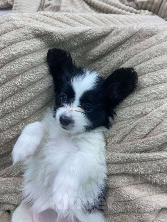 Собаки в Тюмени: Щенки собаки "бабочки" Разнополые, 50 000 руб. - фото 3