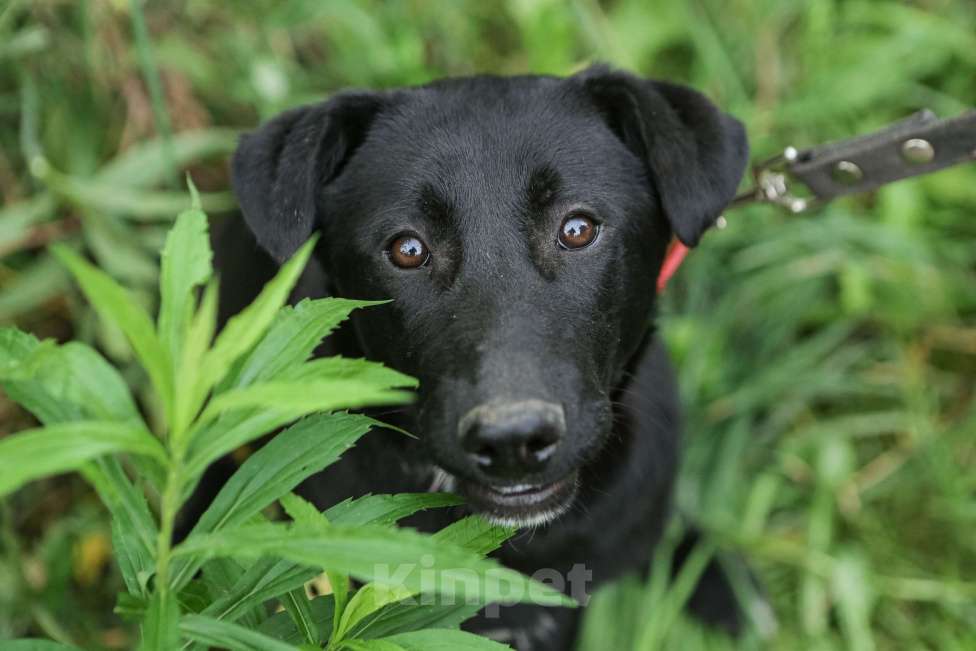 Собаки в Санкт-Петербурге: Отдам щенка бесплатно. Девочка, Бесплатно - фото 9