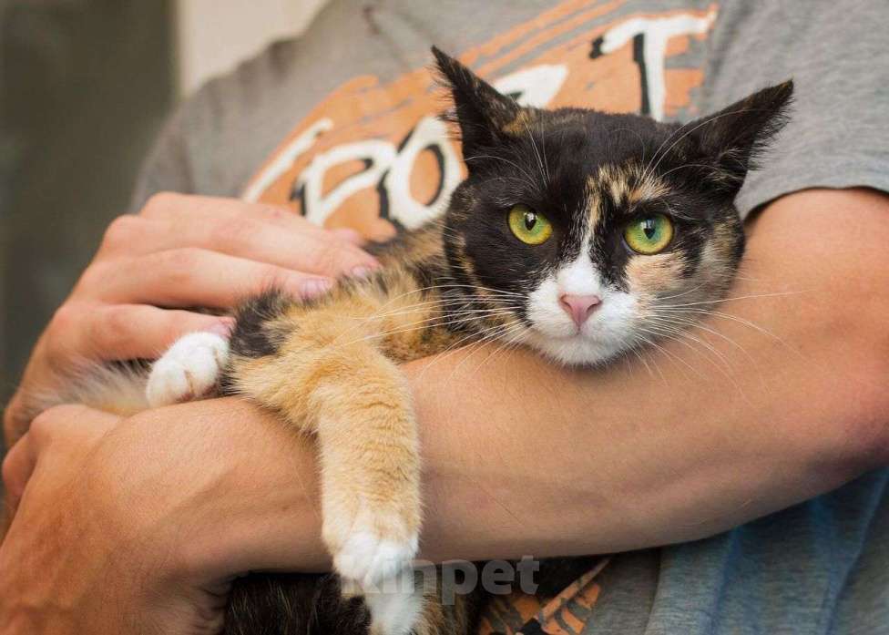 Кошки в Москве: Трехцветная кошечка Аня ищет дом  Девочка, Бесплатно - фото 2