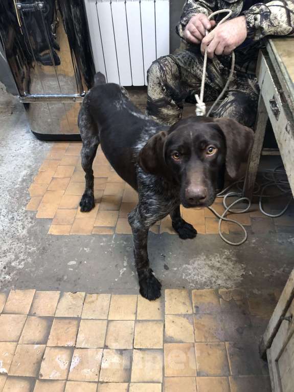 Кошки в Ростове-на-Дону: Потерялся курцхаар Мальчик, 1 000 руб. - фото 1