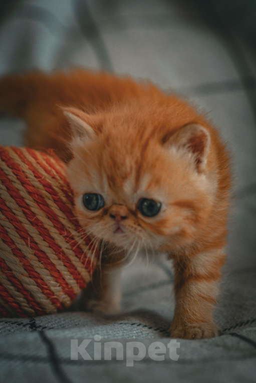 Кошки в Санкт-Петербурге: Экзотики - плюшевые медвежата Девочка, 25 000 руб. - фото 2