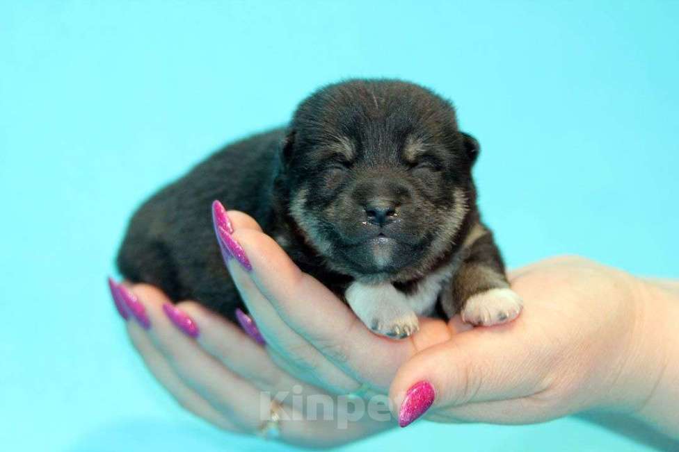 Собаки в Пушкино: Щенок сиба (шиба)  Девочка, 30 000 руб. - фото 1