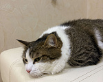 Кошки в Нижнем Новгороде: Кошка в добрые руки Девочка, Бесплатно - фото 4