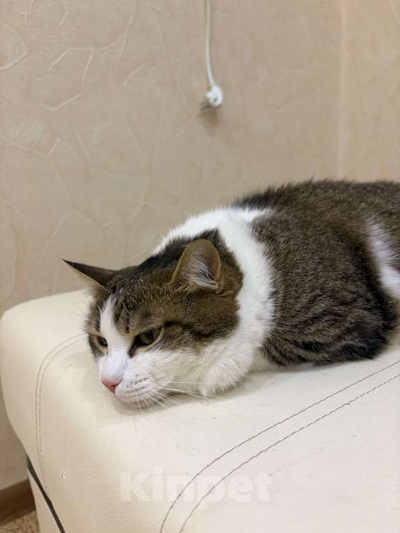 Кошки в Нижнем Новгороде: Кошка в добрые руки Девочка, Бесплатно - фото 4