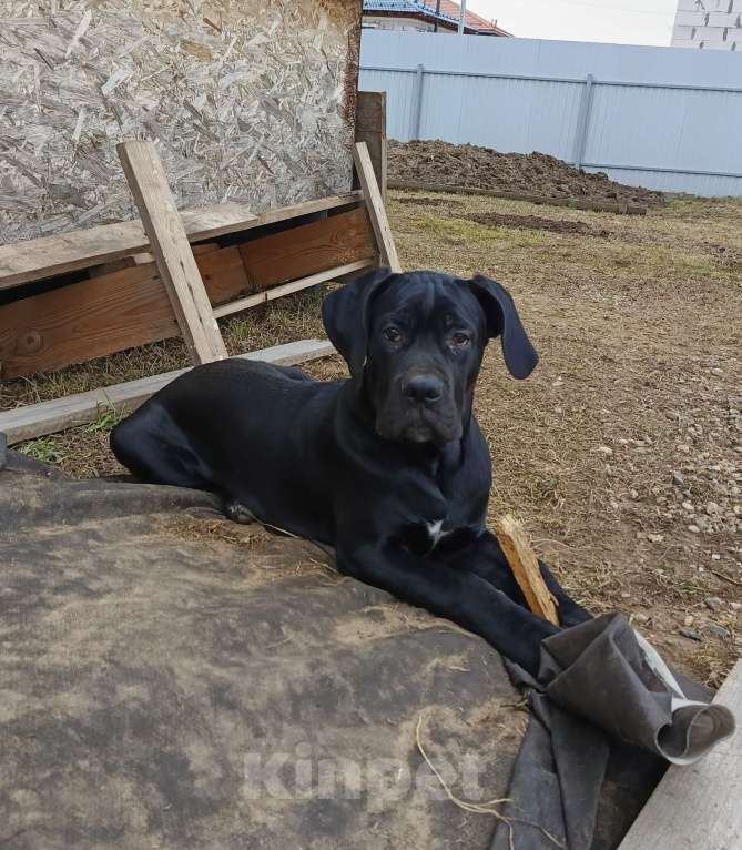 Собаки в других городах Московской области: Мальчик Итальянский Кане Корсо Мальчик, 20 000 руб. - фото 4