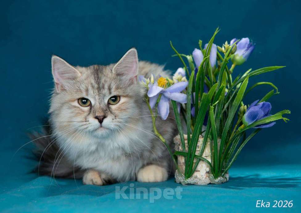Кошки в Королеве: Сибирский котенок, девочка Девочка, 65 000 руб. - фото 4