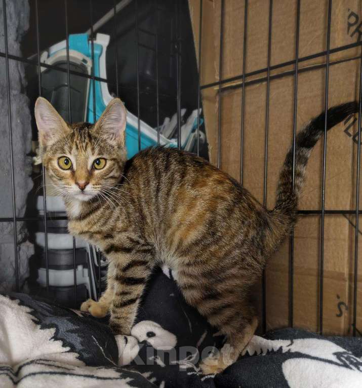 Кошки в Москве: Море позитива каждый день, котёнок в добрые руки  Девочка, Бесплатно - фото 3