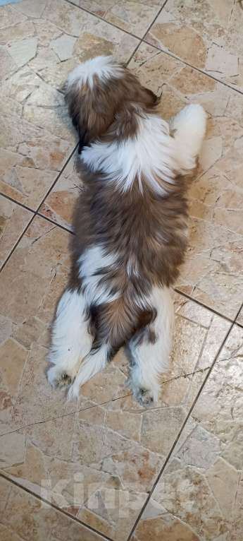 Собаки в Санкт-Петербурге: Мальчик ши-тцу бело-золотой Мальчик, 40 000 руб. - фото 4