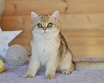 Кошки в Владивостоке: Британский котенок. Золотая девочка Девочка, 50 000 руб. - фото 5