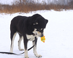 Собаки в Видном: Алабай Несси, 2 года Девочка, Бесплатно - фото 9