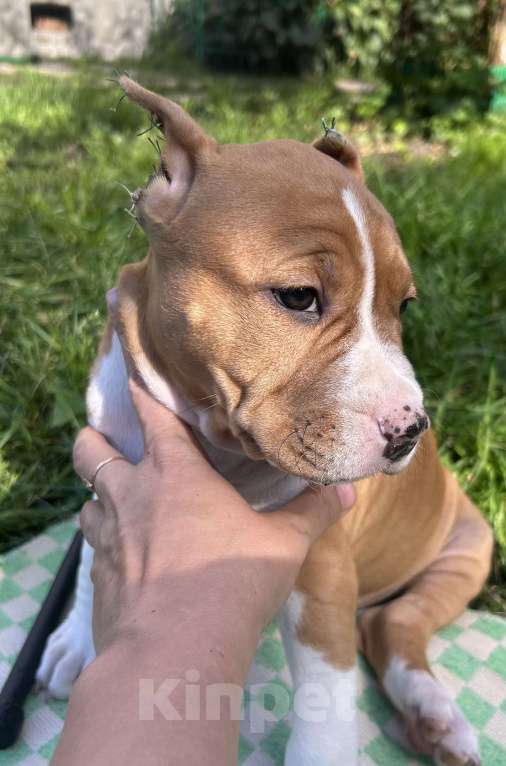 Собаки в других городах Московской области: Девочка амстаффа РКФ Девочка, 50 000 руб. - фото 4