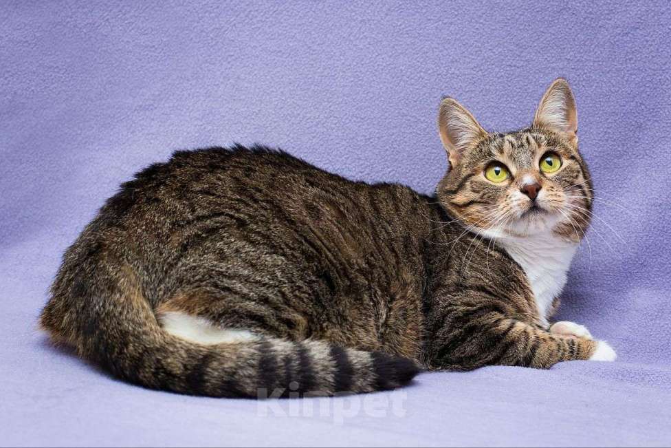 Кошки в Москве: Шакира уже год грустит в приюте  Девочка, Бесплатно - фото 3