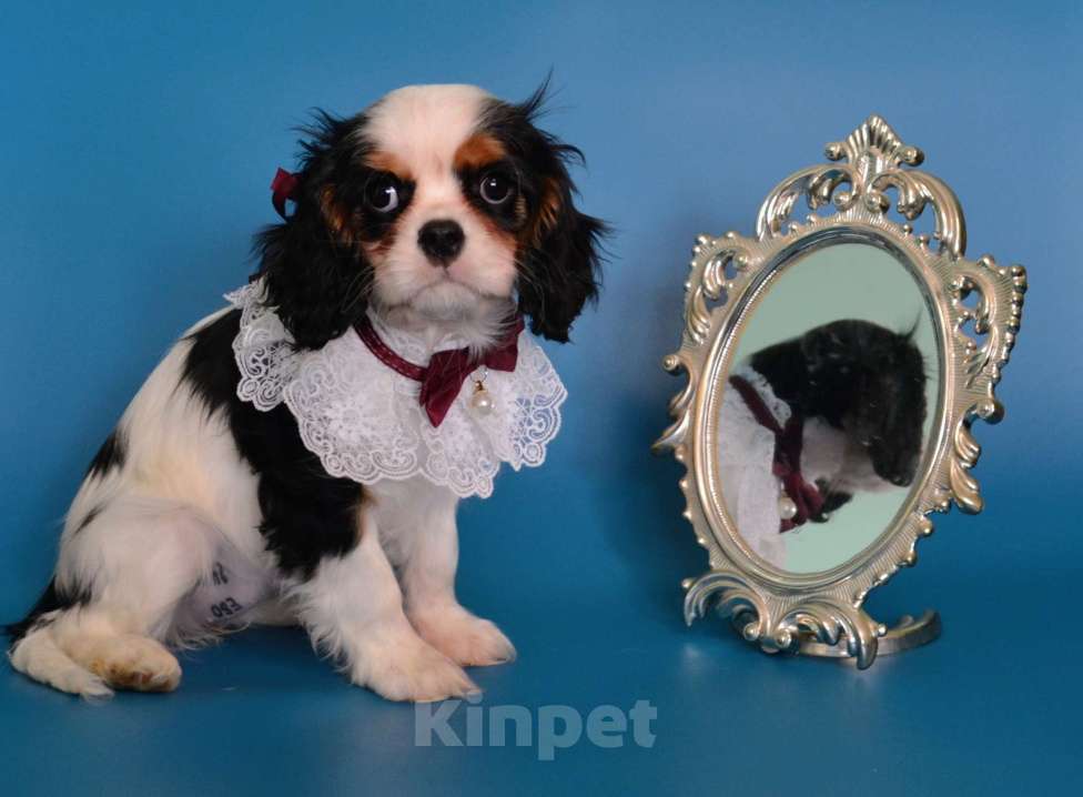 Собаки в Куровском: Девочка триколор Девочка, 85 000 руб. - фото 2