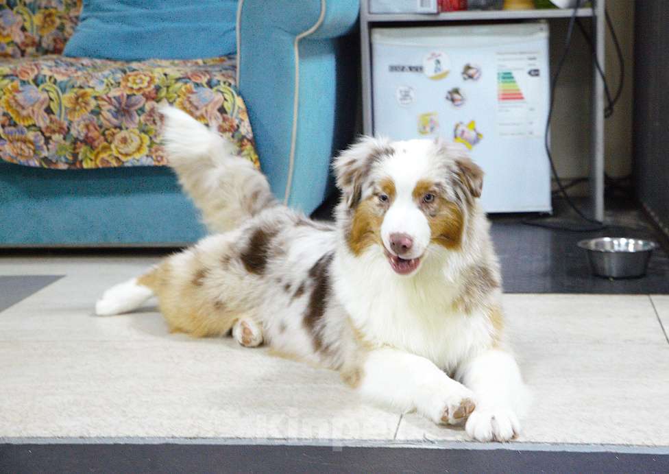 Собаки в других городах Владимирской области: щенок австралийской овчарки Девочка, 90 000 руб. - фото 3