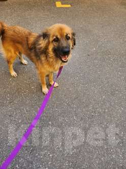 Собаки в Москве: Пушистый рыжий пёс Миша в добрые руки Мальчик, 1 руб. - фото 8