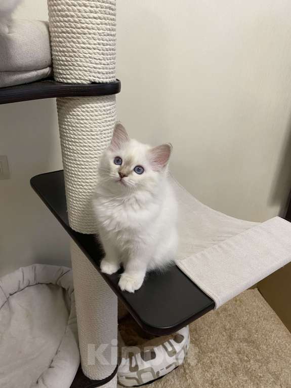 Кошки в Москве: Абиба бирманский котенок девочка Девочка, Бесплатно - фото 2