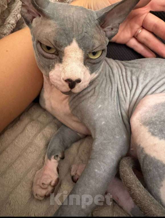 Кошки в других городах Московской области: Потерялся сфинкс в районе Ленинский район , дер. Дроздово Мальчик, 5 000 руб. - фото 2