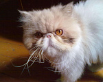 Кошки в Калуге: персидский кот для вязки, 3 000 руб. - фото 2