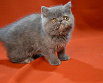 Кошки в Ливны: Котята-Экзоты, 35 000 руб. - фото 1
