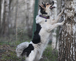 Собаки в Одинцово: Ласковая Ляля ищет дом Девочка, Бесплатно - фото 3