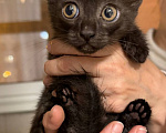 Кошки в Москве: Котенок в поисках семьи Девочка, Бесплатно - фото 1