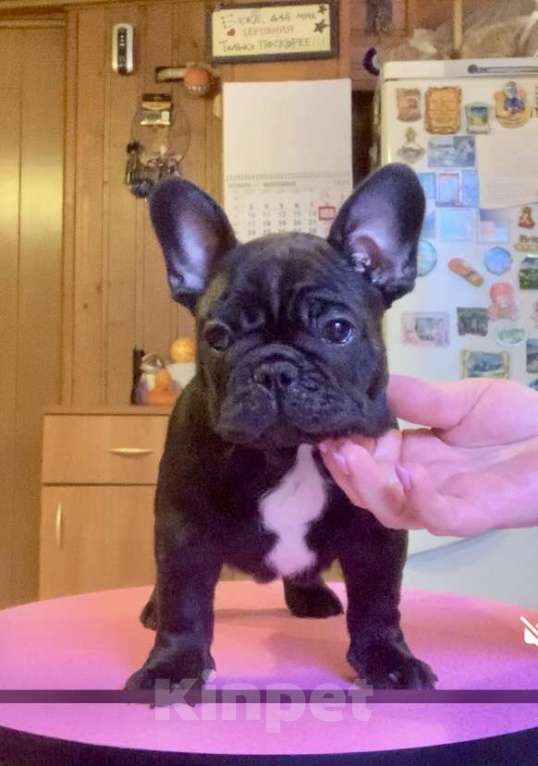 Собаки в Иваново: щенки РКФ, стандартные Мальчик, 65 000 руб. - фото 1