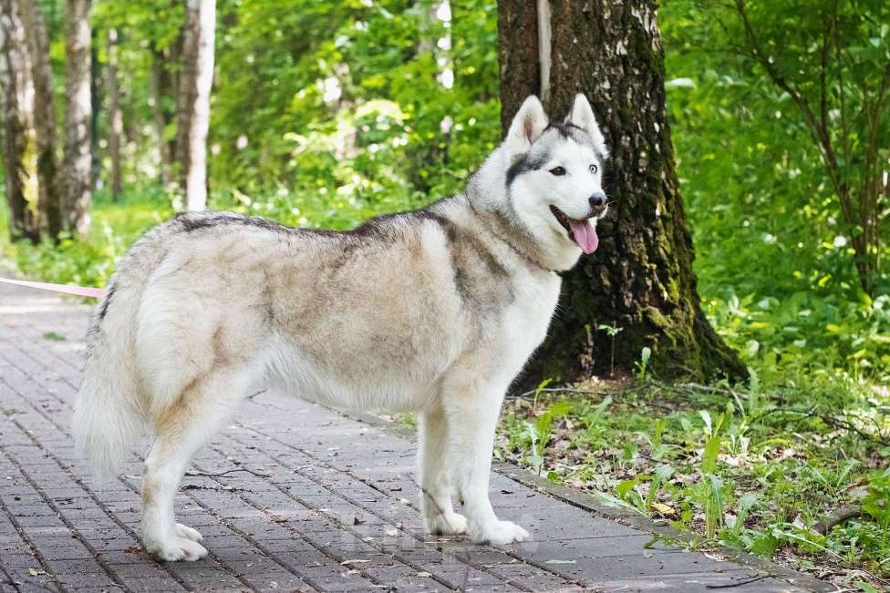 Собаки в Москве: Эмми ждет свою семью Девочка, Бесплатно - фото 4