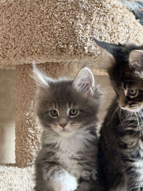 Кошки в Новосибирске: Котики Мейкун  Мальчик, 50 000 руб. - фото 5