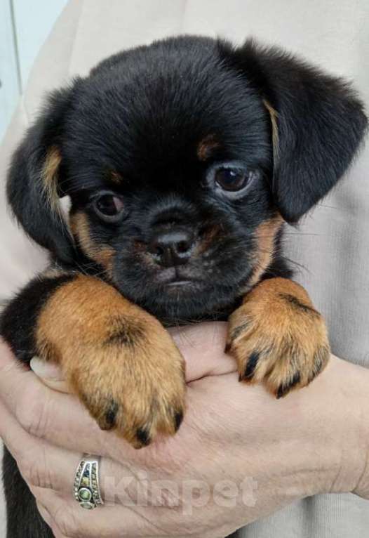 Собаки в Туле: Щенки метисы Мальчик, 14 999 руб. - фото 1