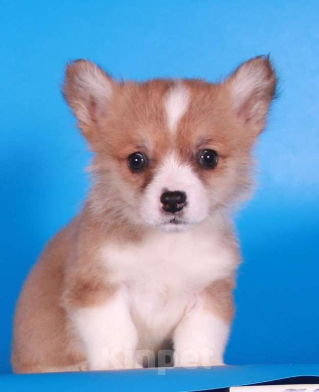 Собаки в Москве: эксклюзивный мини корги Мальчик, 80 000 руб. - фото 3