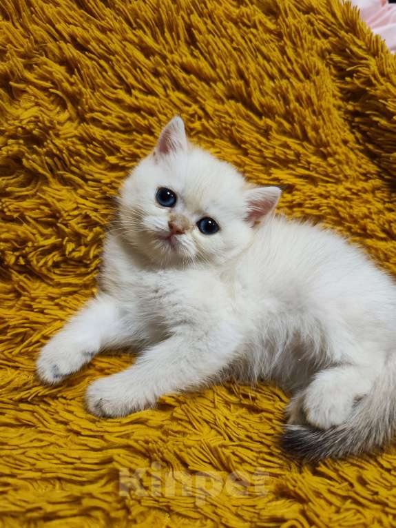 Кошки в Туле: Шотландские золотые котята Разнополые, 17 000 руб. - фото 6