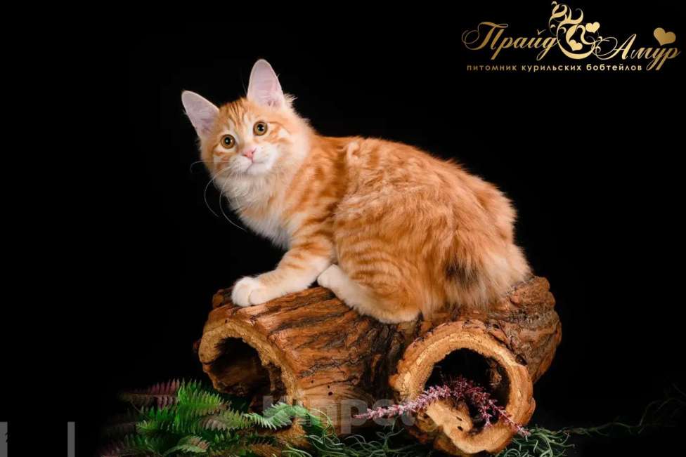 Кошки в Москве: Кошечка Маняша Девочка, Бесплатно - фото 3