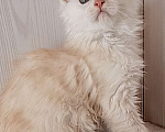 Кошки в других городах Ярославской области: Котята Мейн кун Мальчик, Бесплатно - фото 1