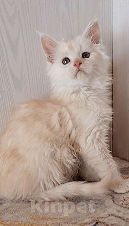 Кошки в других городах Ярославской области: Котята Мейн кун Мальчик, Бесплатно - фото 1