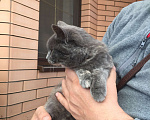 Кошки в Краснодаре: Кошечка в добрые руки Девочка, Бесплатно - фото 4