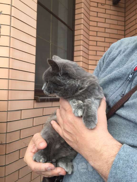 Кошки в Краснодаре: Кошечка в добрые руки Девочка, Бесплатно - фото 4