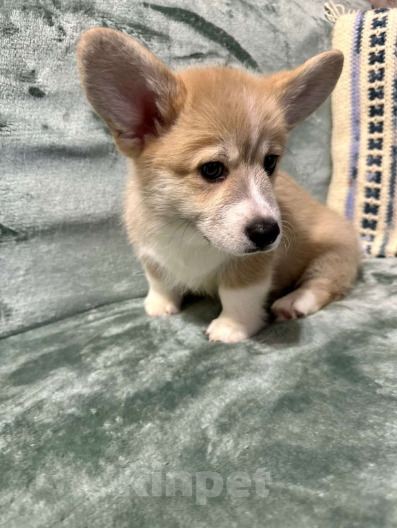 Собаки в Москве: Мальчик2 Мальчик, 35 000 руб. - фото 1