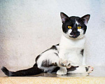 Кошки в Москве: Комфортный верный кот Тайр ищет дом Мальчик, Бесплатно - фото 3