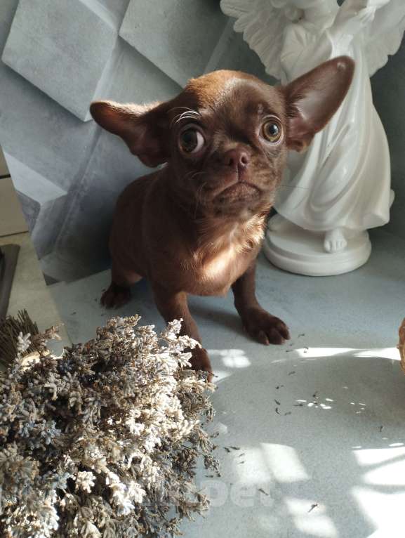Собаки в Москве: Шоколадные щенки чихуа Девочка, 40 000 руб. - фото 4
