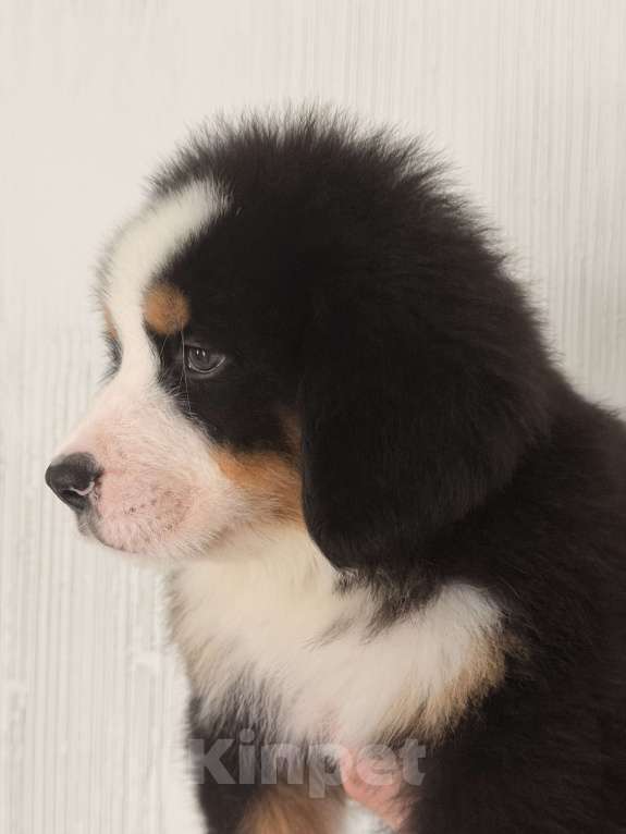 Собаки в других городах Саратовской области: Продажа щенков Бернского Зенненхунда Мальчик, Бесплатно - фото 7