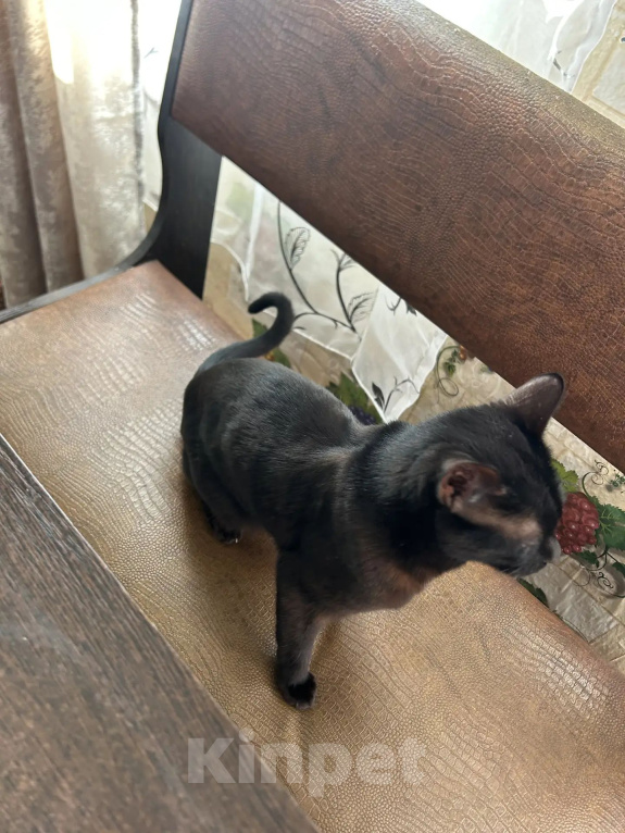 Кошки в Екатеринбурге: Кошку зовут Мишель Девочка, Бесплатно - фото 2