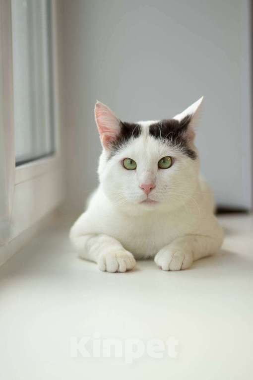 Кошки в Москве: кот Саввушка ищет дом Мальчик, Бесплатно - фото 2