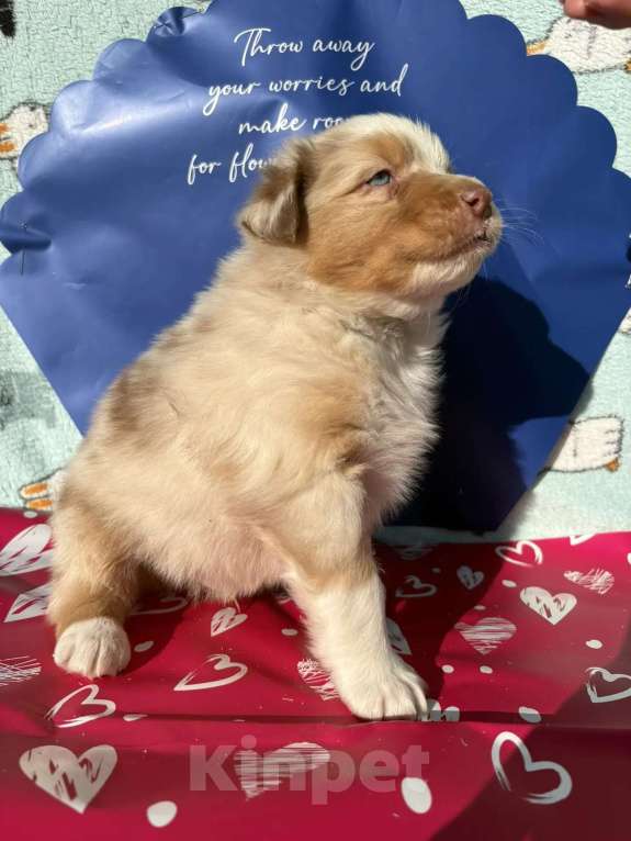 Собаки в Бикине: Аусси Мальчик, 80 000 руб. - фото 2